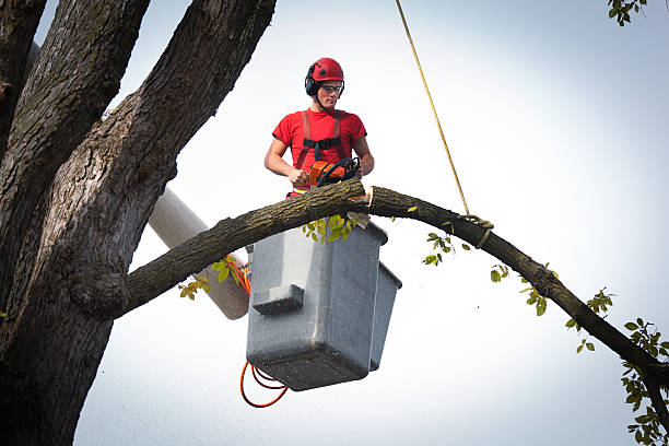 Reliable South Charleston, OH Tree Services Solutions