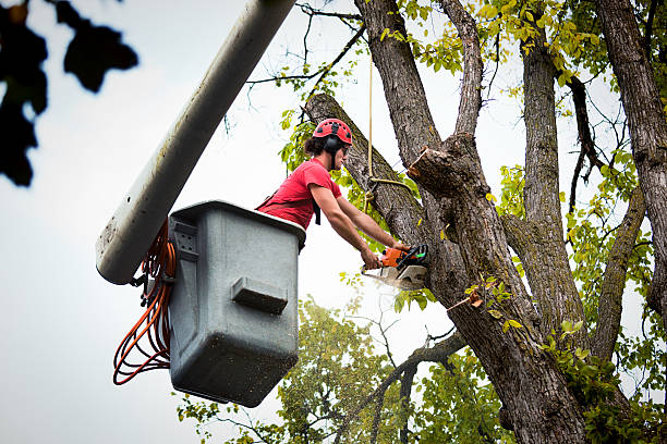 How Our Tree Care Process Works  in South Charleston, OH